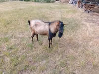 Billy Goat, Alpine goat — photo 3