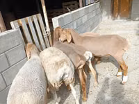 Sheep, Arashan sheep — photo 4