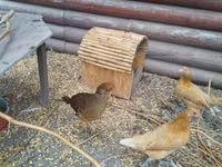 Chickens — 写真 4