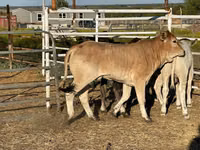 Vaca, Brahman — foto 5