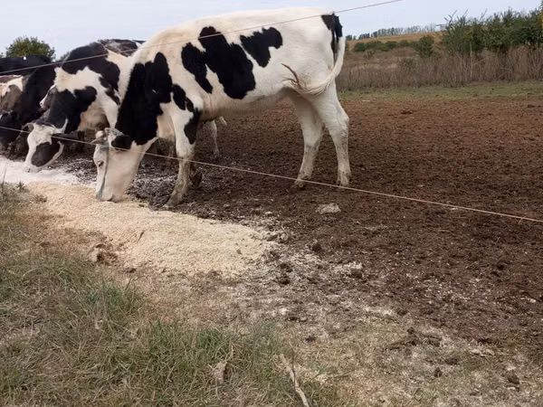 วัวตัวผู้, Russian Black pied cattle