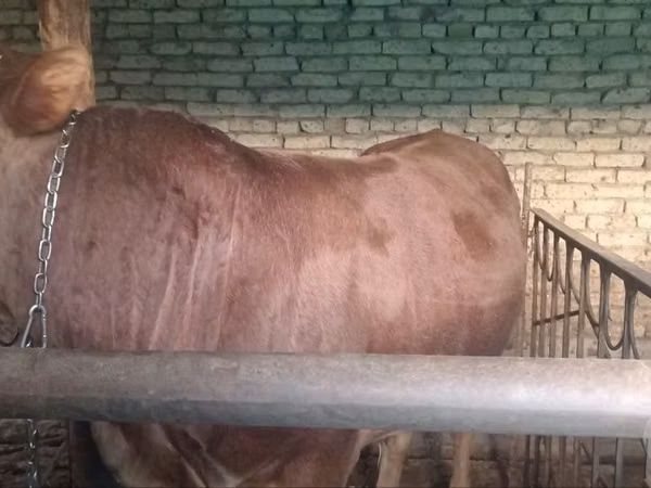 Toro, Swiss cattle — Uzbekistan