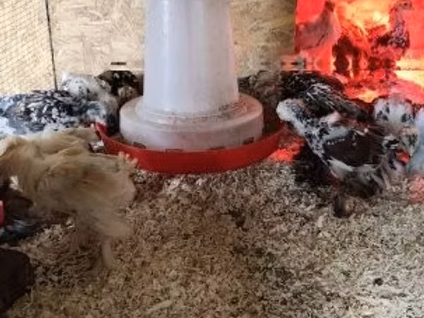 Brahma