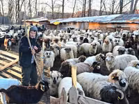 母羊, Sheep — 照片 3