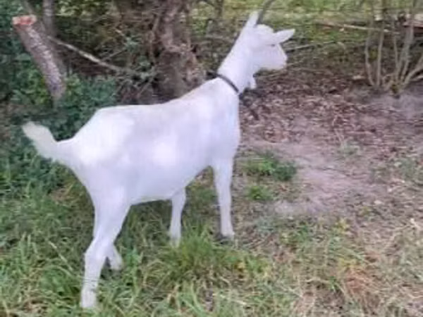 Goat, Goats — Moldova