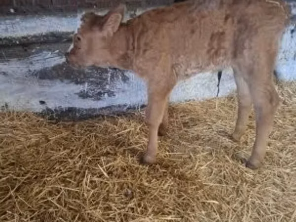 Lembu jantan, Cattle