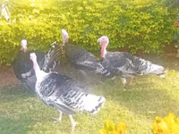 Turkeys — ছবি 3