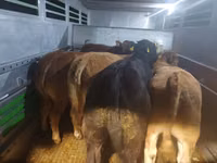 सांड, Simmental cattle — फ़ोटो 6