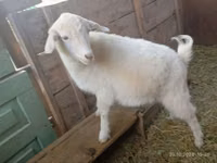 Capra, Saanen goat — foto 5