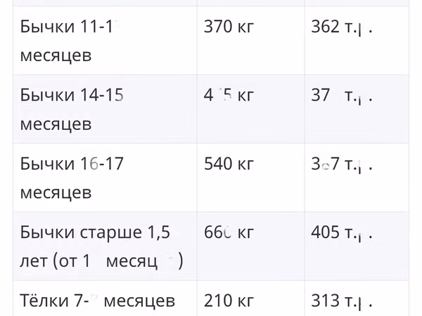 Bull, Limousin cow — Russia