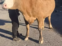 Cow, Simmental cattle — photo 2