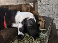 Ram, Sheep — photo 4