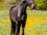 Kuda jantan, Horses — foto 1