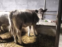 암양, Dala sheep — 사진 3