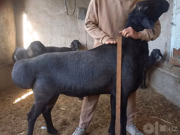 Ram, Hissar sheep — Uzbekistan