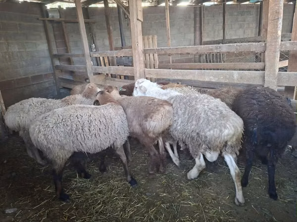 Sheep, Sheep — Kyrgyzstan