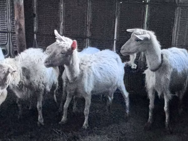Goat, Saanen goat — Kazakhstan