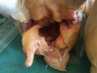 Taiem Cucos de casa la comanda — फ़ोटो 3