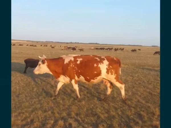 Cow, Simmental cattle — Kazakhstan
