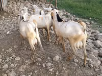 公山羊, Goats — 照片 6
