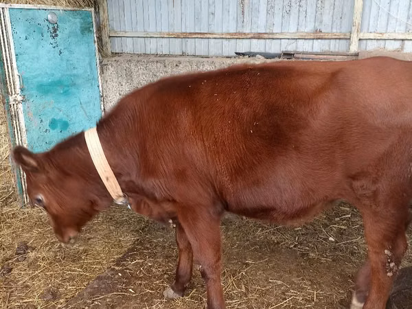 Bull, Cattle — Moldova