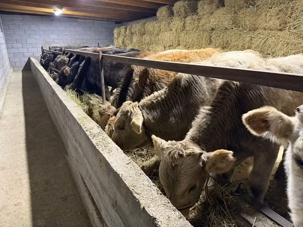 Bull, Simmental cattle