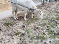 بز ماده, Alpine goat — عکس 2