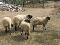Sheep, Sheep — photo 2