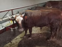 सांड, Simmental cattle — फ़ोटो 1