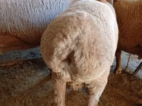 Ovan, Arashan sheep — fotografija 6