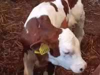 牛（ロット、性別未指定）, Simmental cattle — 写真 2