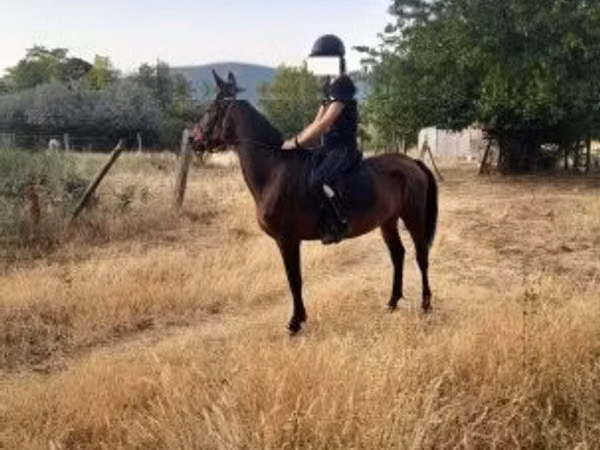 مادیان, اسب — مجارستان