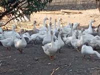 Geese — photo 1