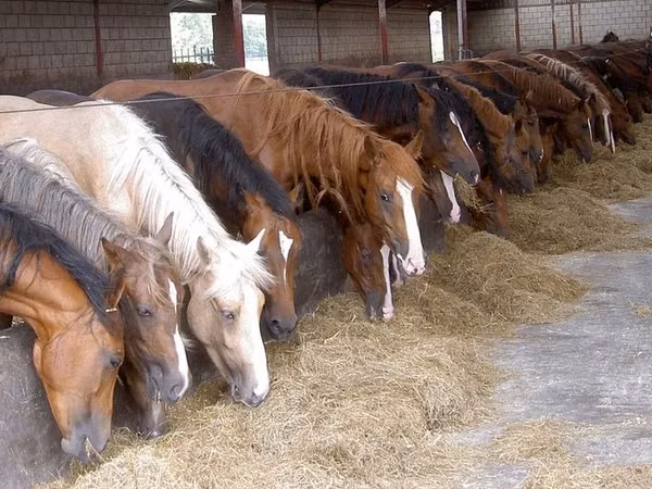 Horse (M), Horses — Kazakhstan
