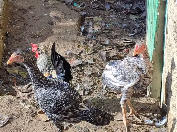 Chickens — جمهوری آذربایجان