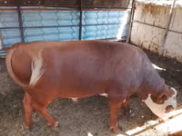 Bull, Kazakh White-headed cow — photo 2