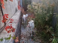 Goat, Goats — photo 3