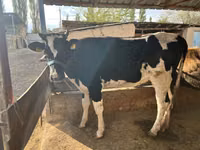 Cow, Holstein breed — photo 1