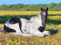 Hengst, American paint horse — Foto 2