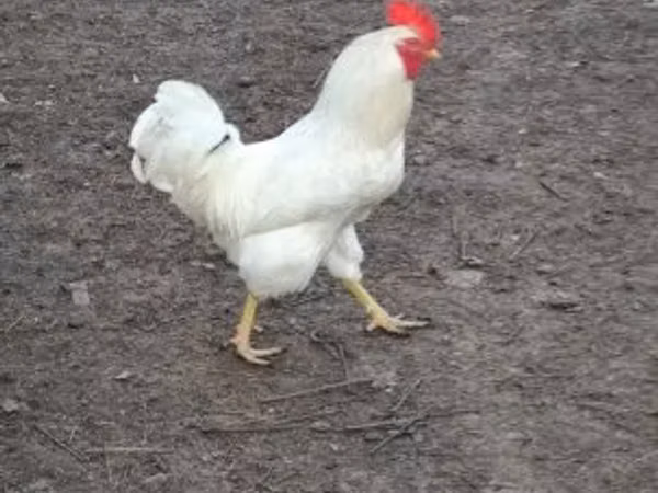Chickens — Угорщина