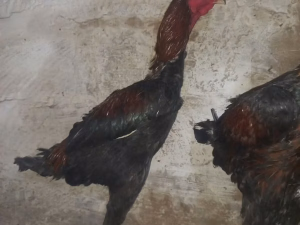 ஆஸ்திரேலியன் பிட் கேம் ஃபௌல்