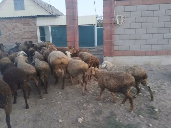 Ram, Kazakh fat-tailed coarsewool sheep — Kazakhstan