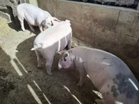 Pigs (batch, sex not specified), Pigs — photo 3