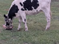 گاو ماده, Russian Black pied cattle — عکس 1