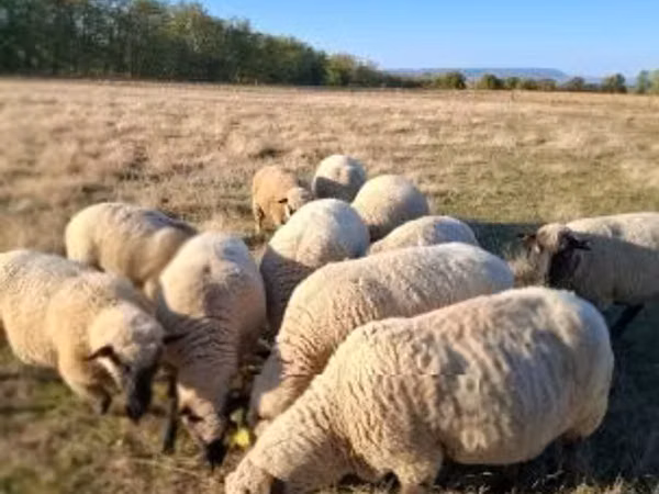 قوچ, Shroshire sheep