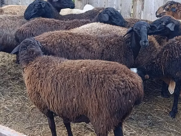 Ram, Sheep — Kazakhstan