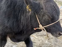 Bull, Aberdeen-Angus — photo 1