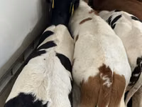 牛只（批次，未指定性别）, Simmental cattle — 照片 6