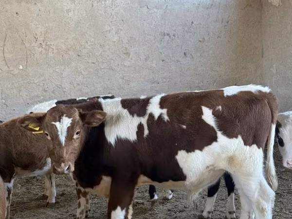 Cattle (batch, sex not specified), Simmental cattle