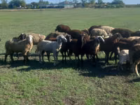 Ram, Sheep — photo 4